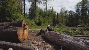 Reliable St Andrews, SC Tree Care Solutions