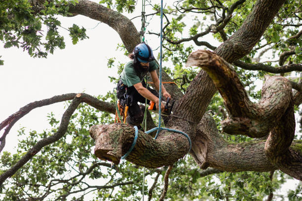 Best Leaf Removal  in St Andrews, SC