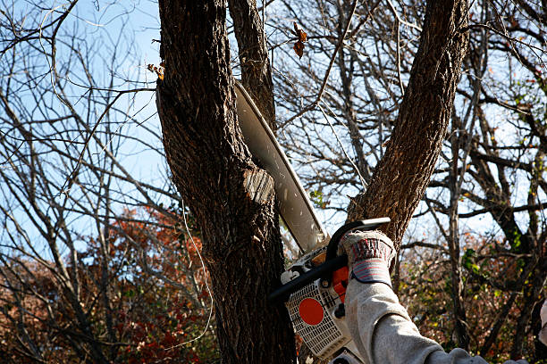Pest Control for Lawns in St Andrews, SC