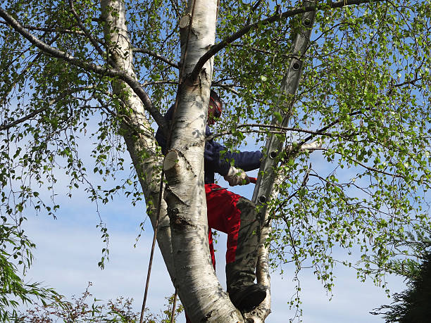 Best Commercial Tree Services  in St Andrews, SC